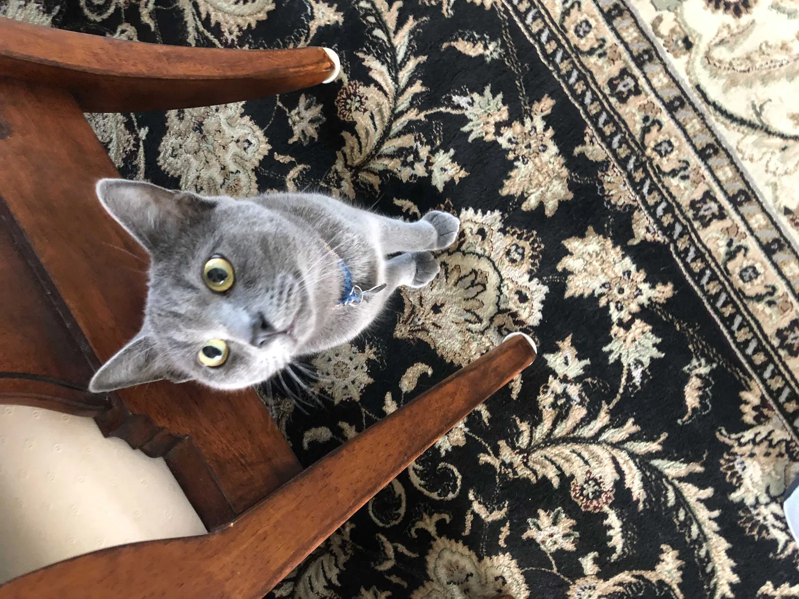 Lost cat in Marysville, WA, 98270