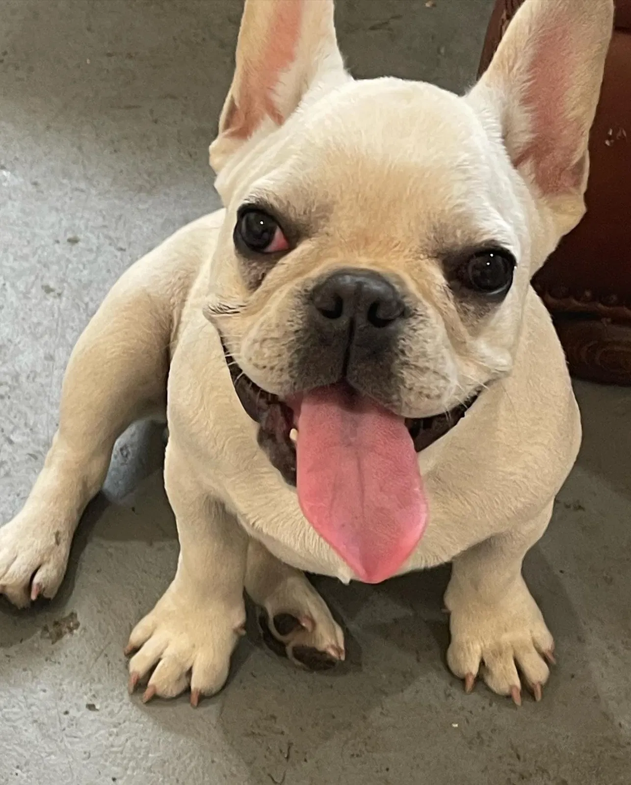 Lost dog in Los Angeles, CA, 90022