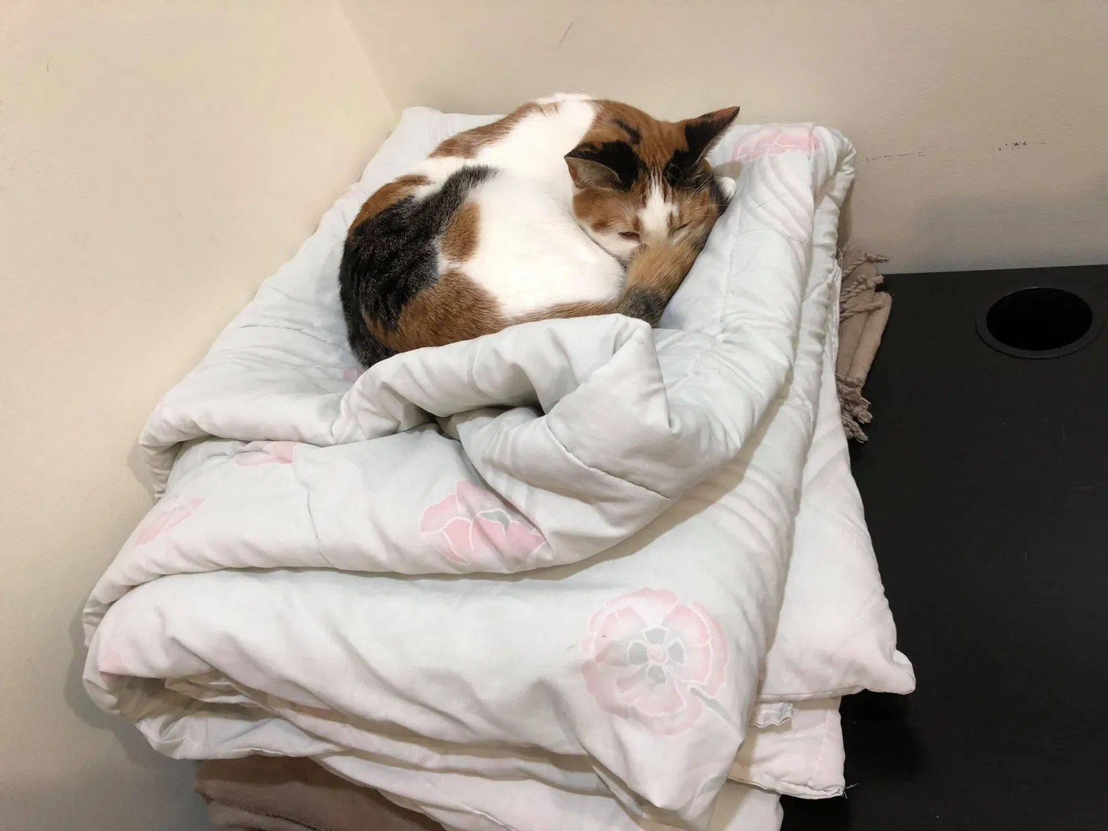 Lost cat in San Francisco, CA, 94117