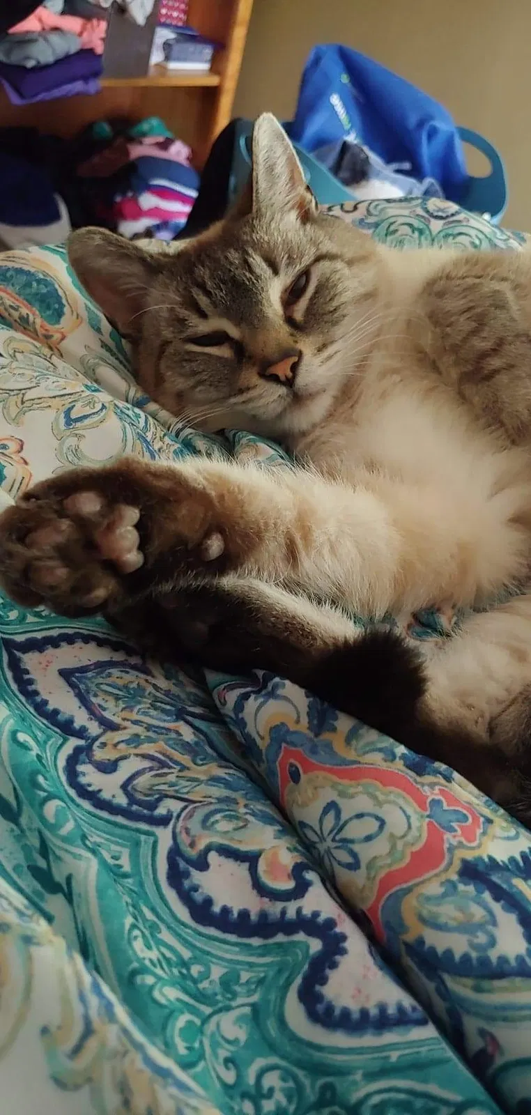Lost cat in Fort Wayne, IN, 46809