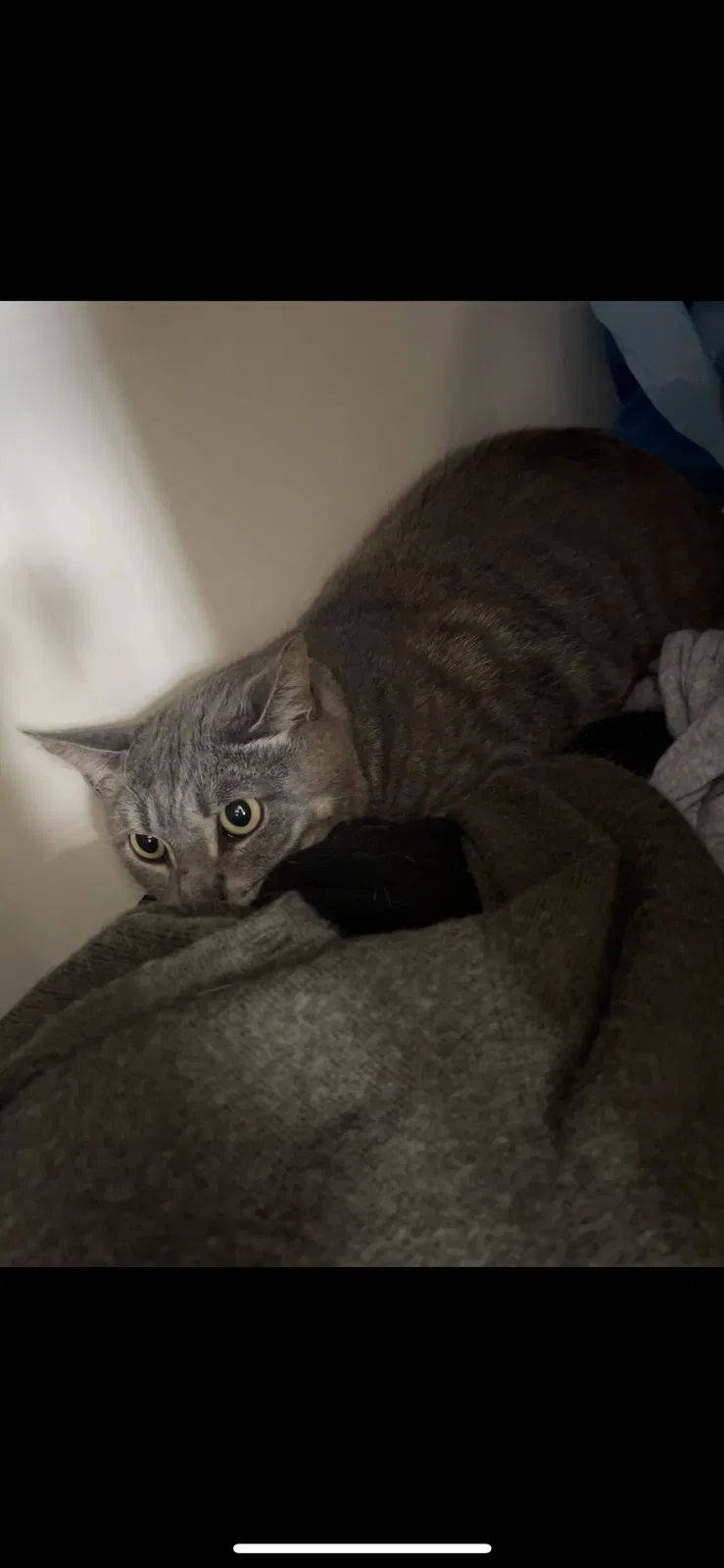Lost cat in Patchogue, NY, 11772