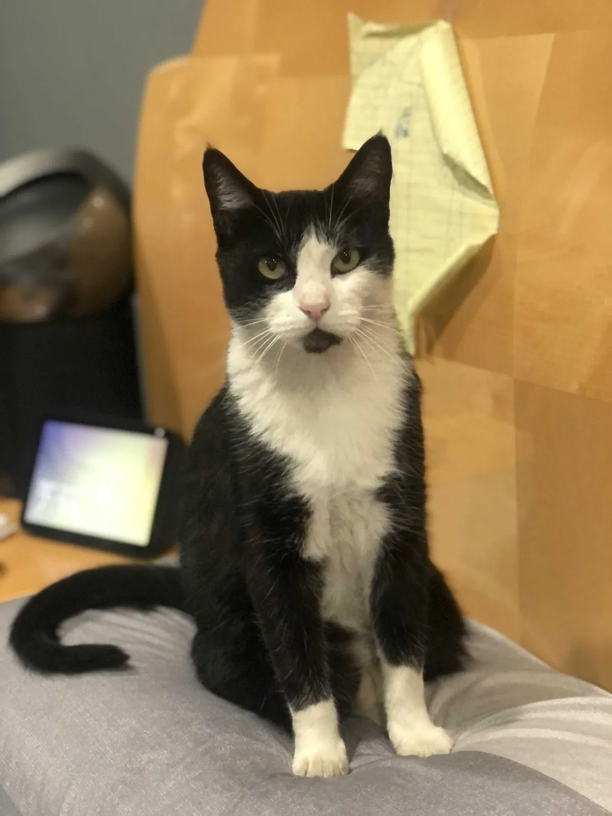 Lost cat in Inglewood, CA, 90305