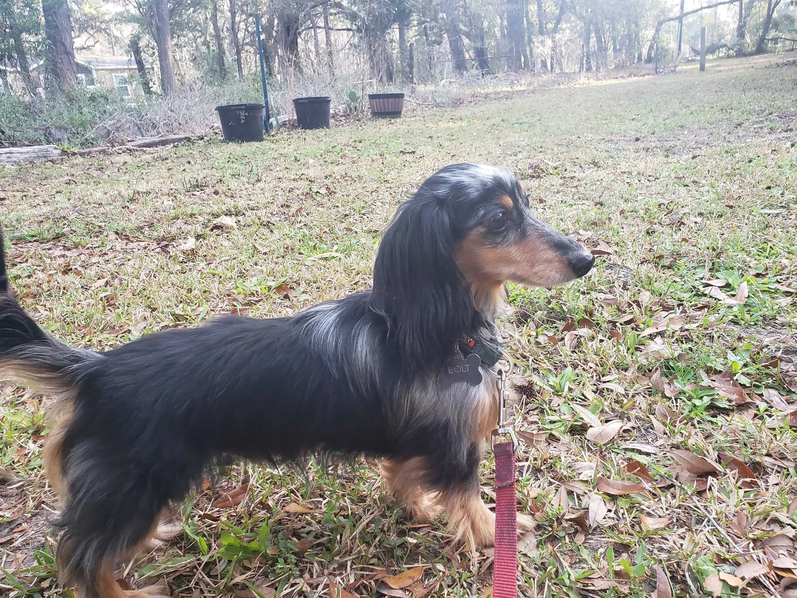 Lost dog in Wadmalaw Island, SC, 29487