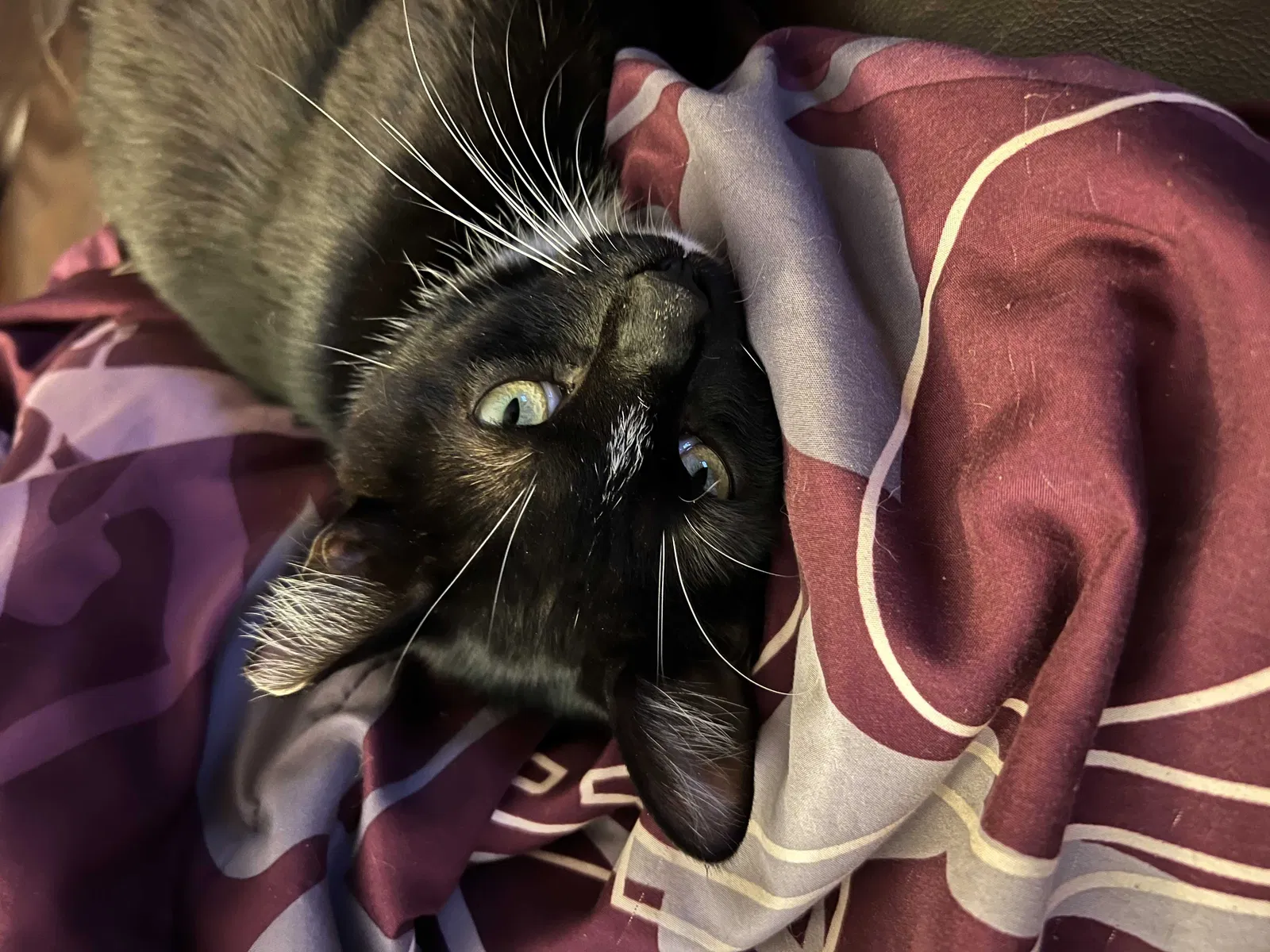 Lost cat in Abilene, TX, 79606