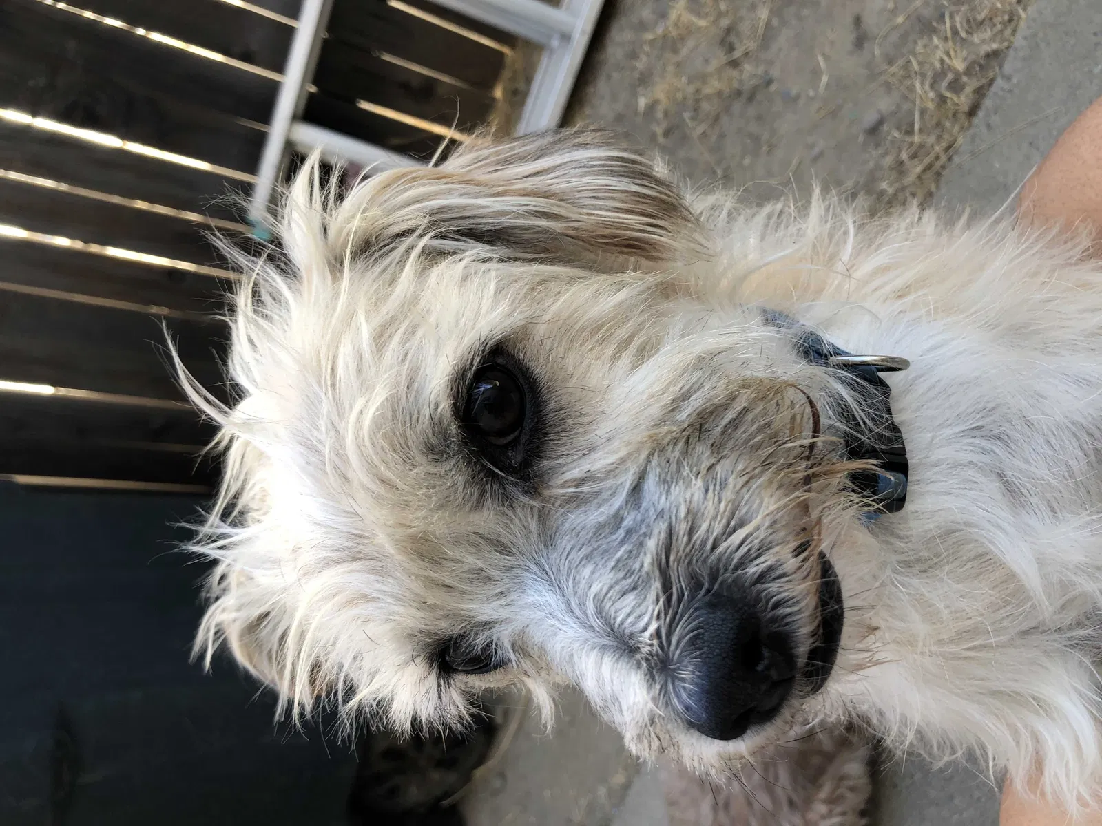 Lost dog in Twin Falls, ID, 83301