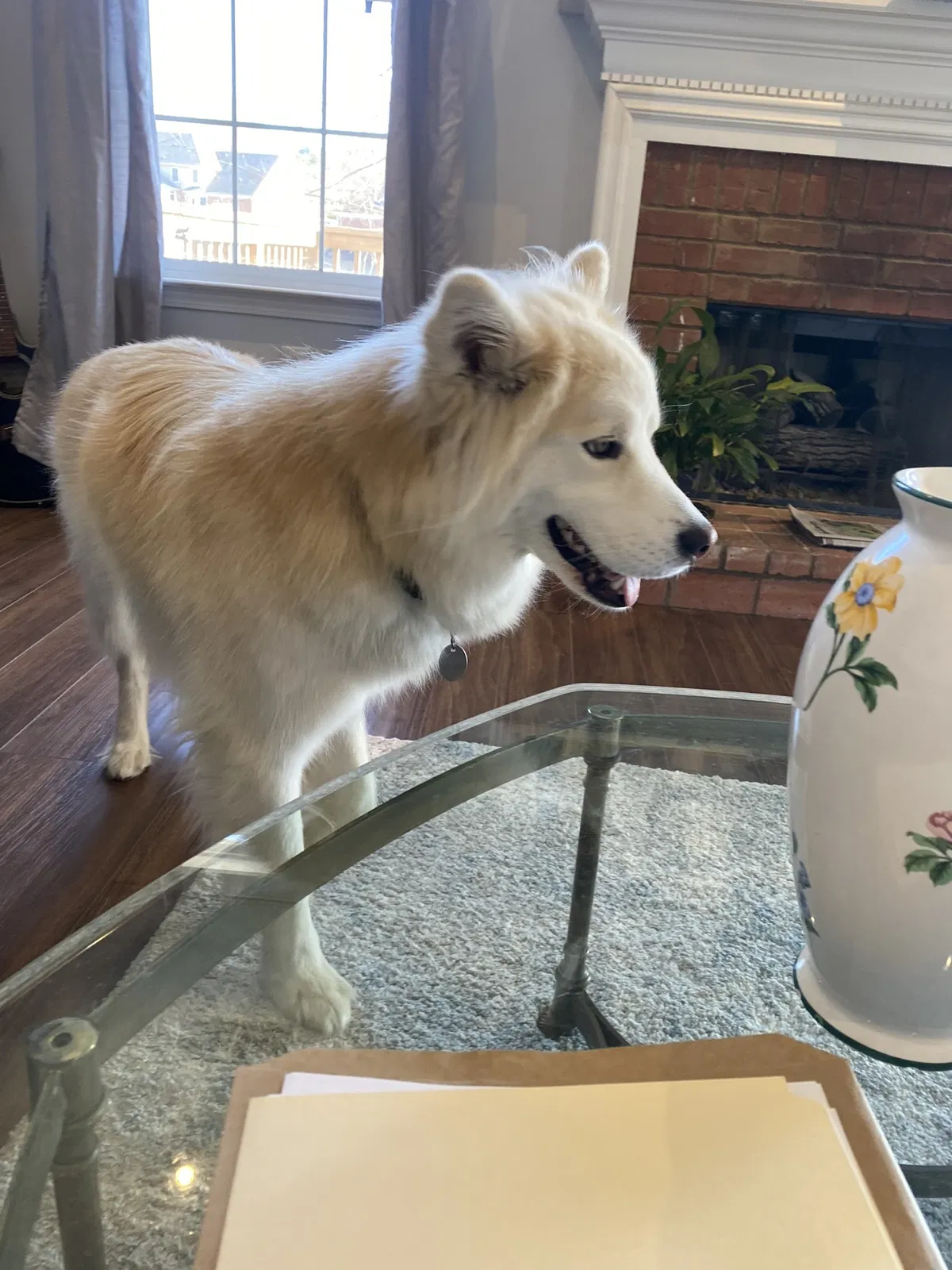 Lost dog in Atlanta, GA, 30344