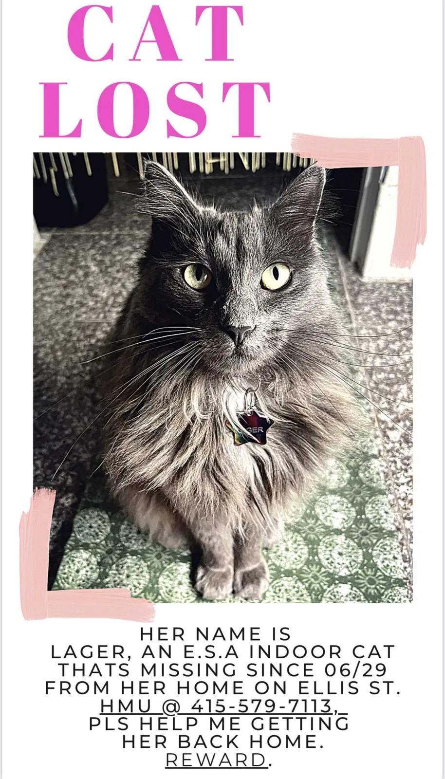 Lost cat in San Francisco, CA, 94109