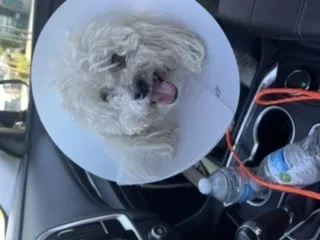 Lost dog in North Las Vegas, NV, 89031