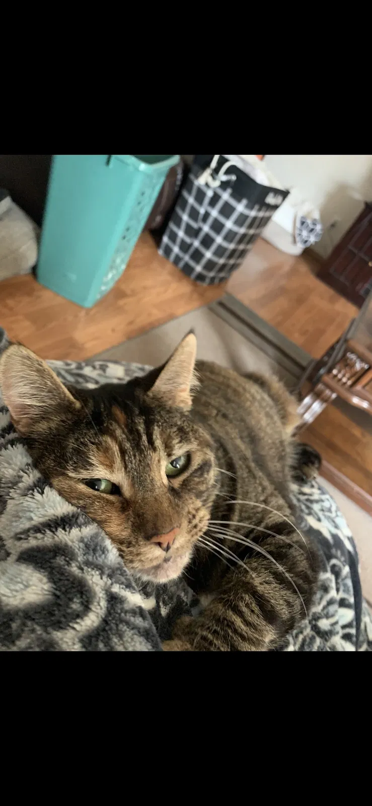 Lost cat in Vancouver, WA, 98686