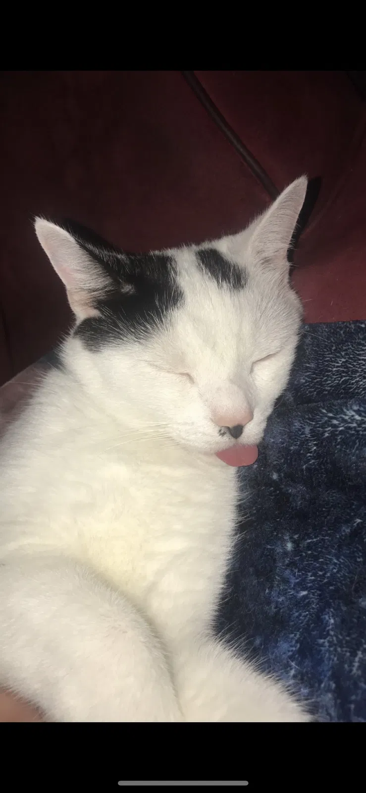 Lost cat in Louisville, KY, 40204