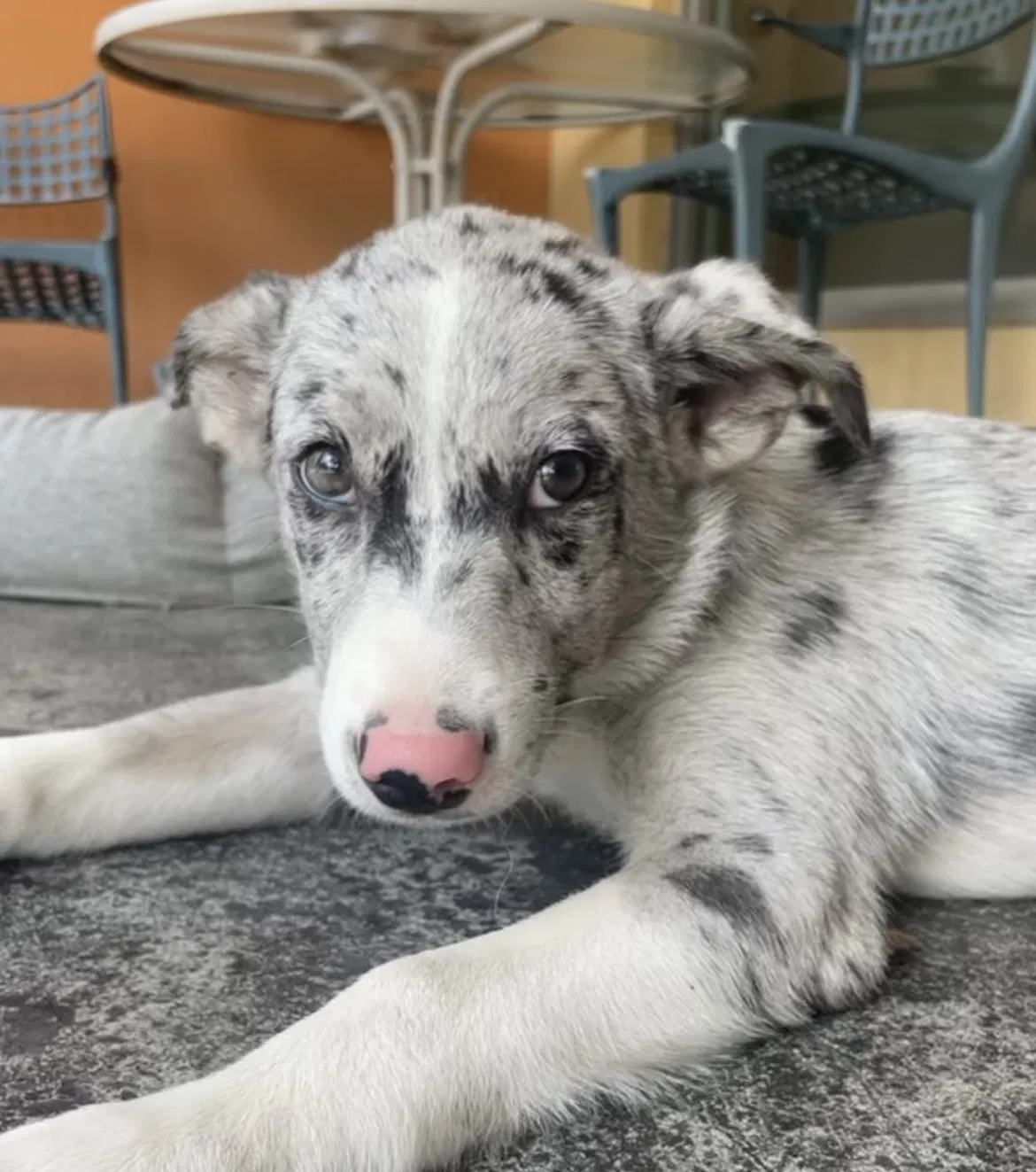 Lost dog in Corpus Christi, TX, 78411