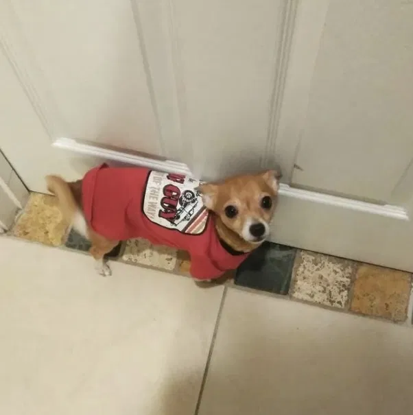 Lost dog in Orlando, FL, 32810