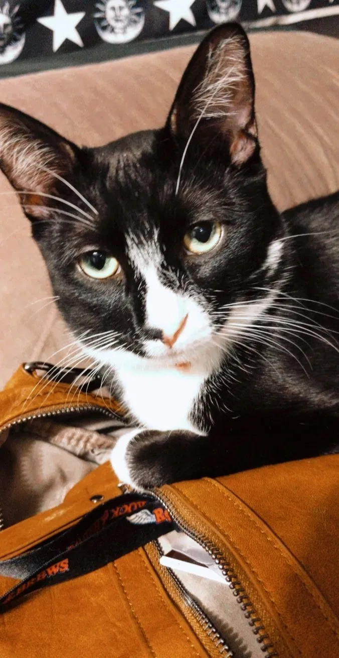 Lost cat in Killeen, TX, 76543