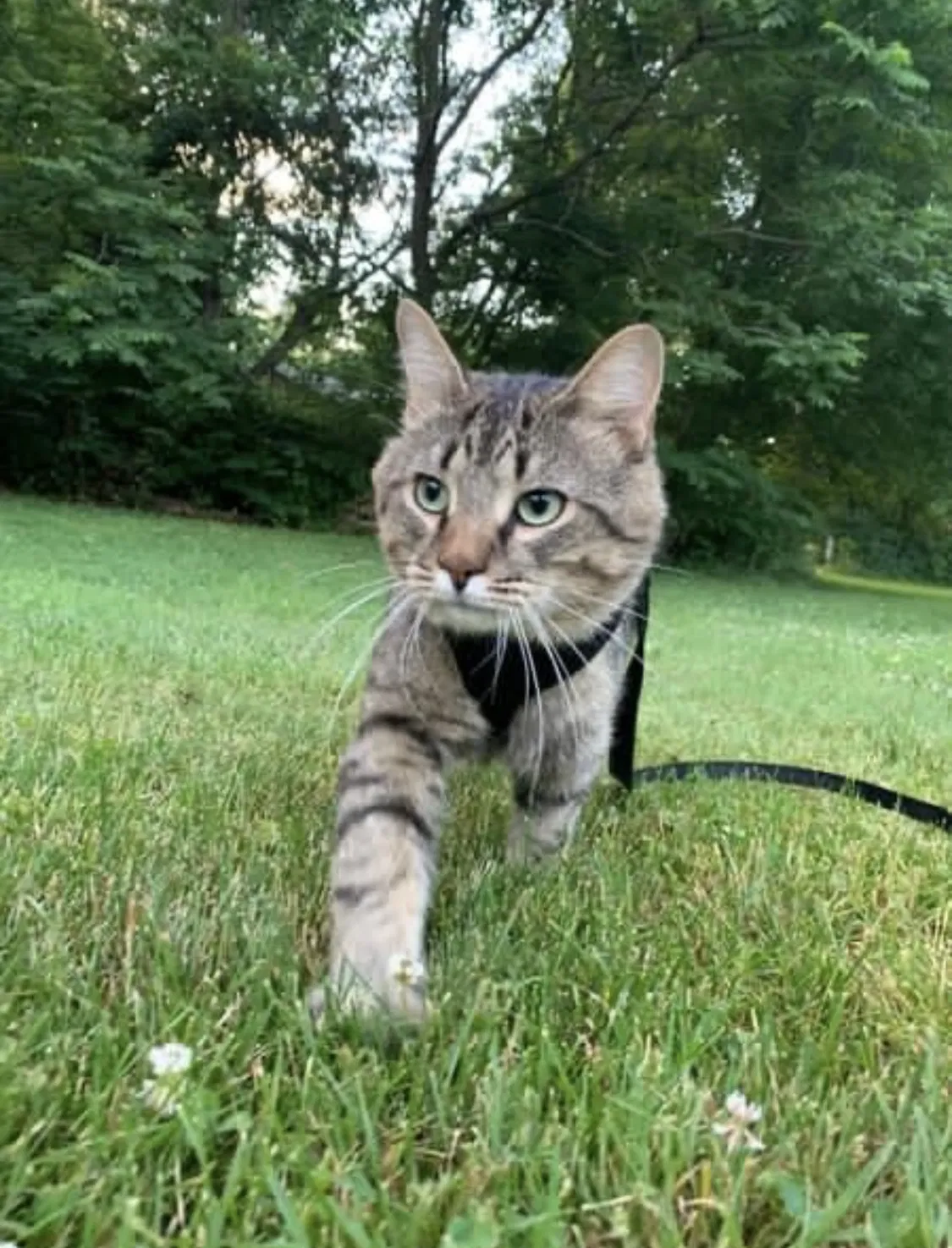 Lost cat in Barberton, OH, 44203