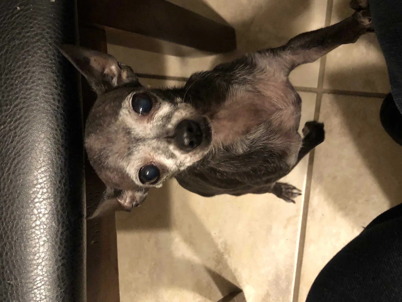 Lost dog in Bakersfield, CA, 93307