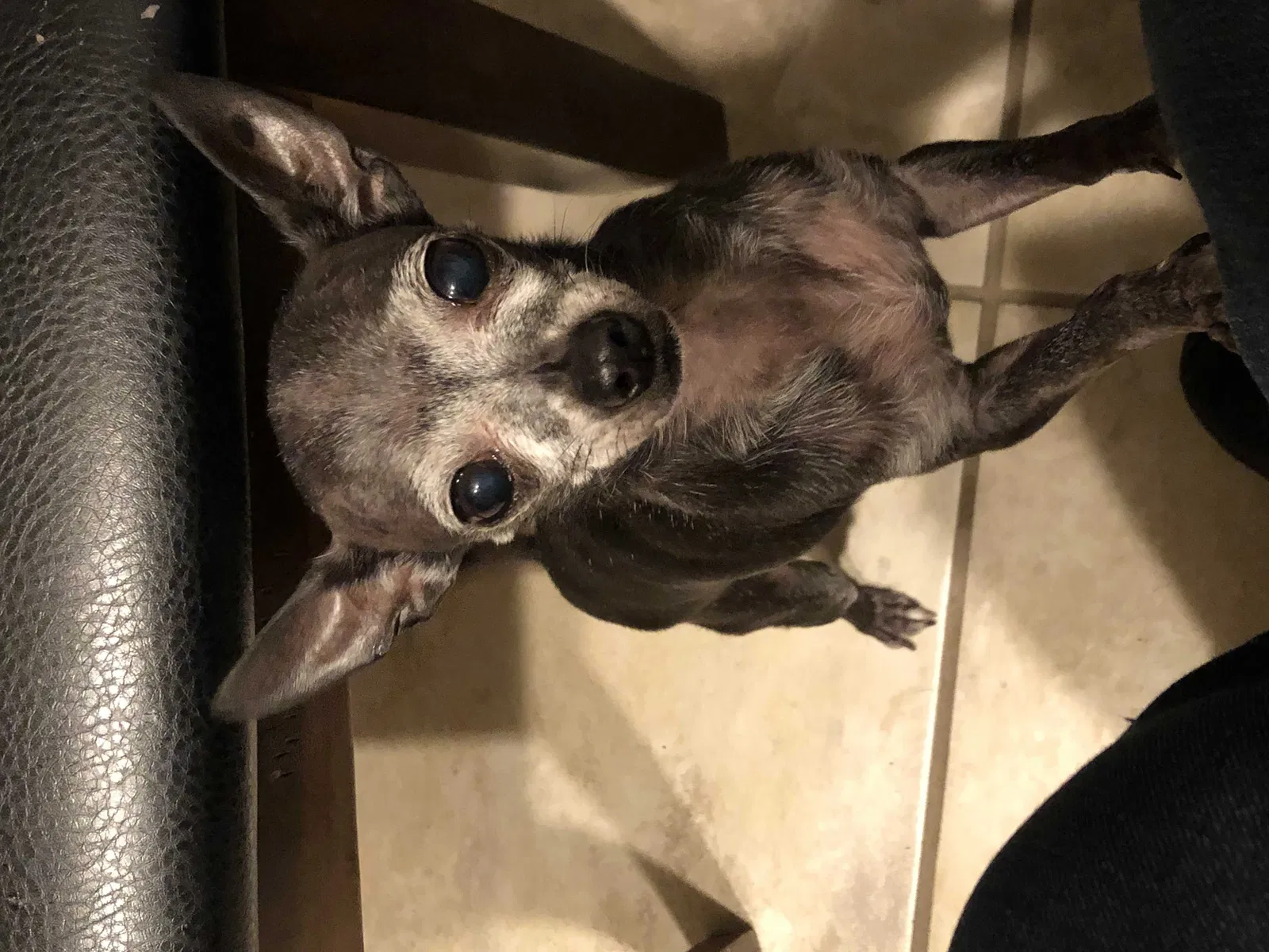Lost dog in Bakersfield, CA, 93307