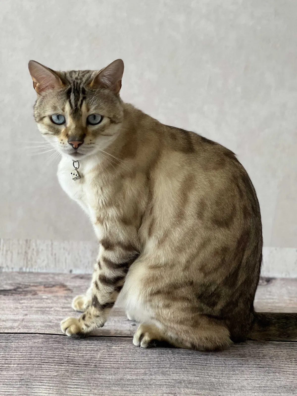 Lost cat in Tustin, CA, 92780