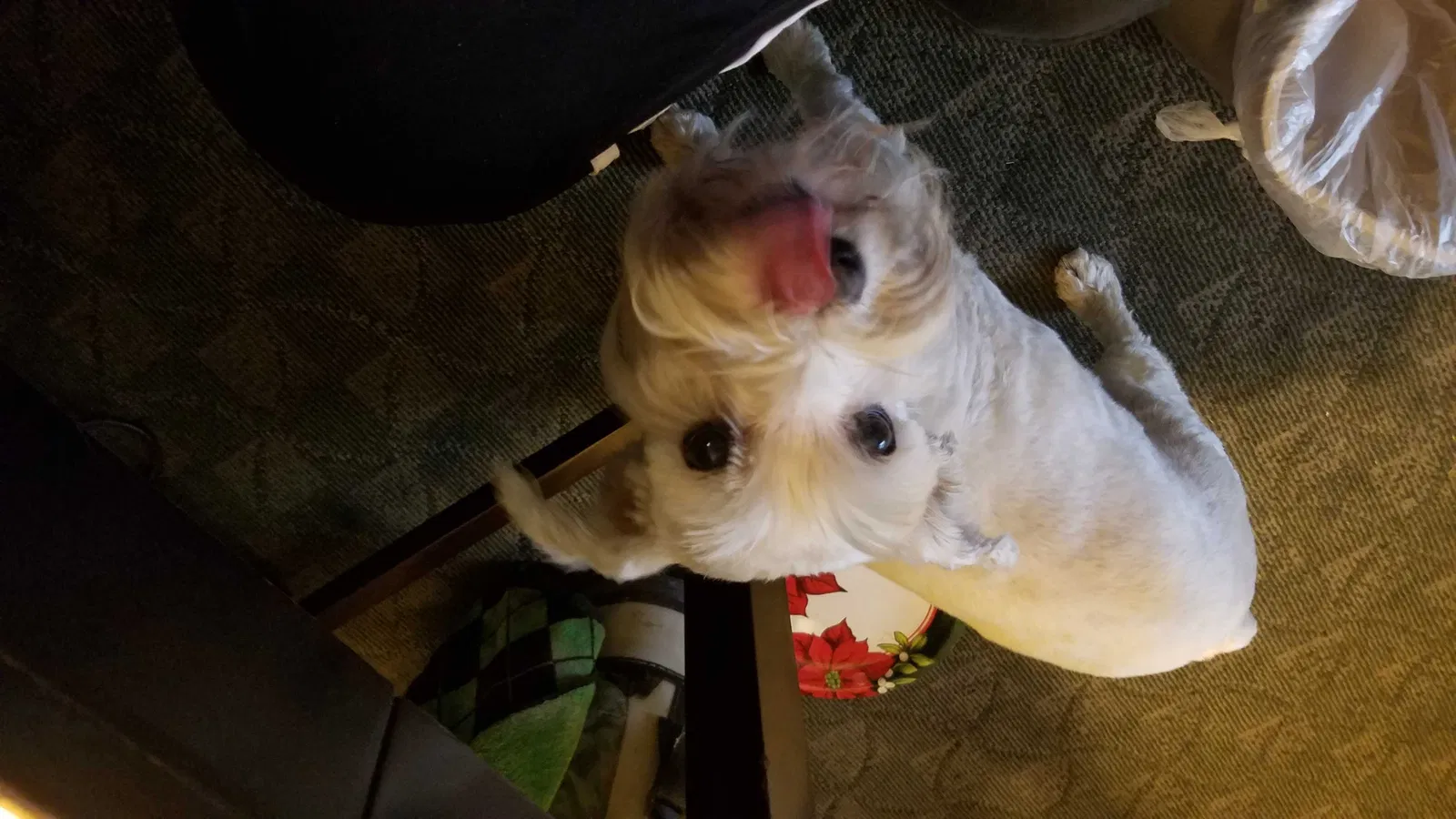 Lost dog in Mesa, AZ, 85203