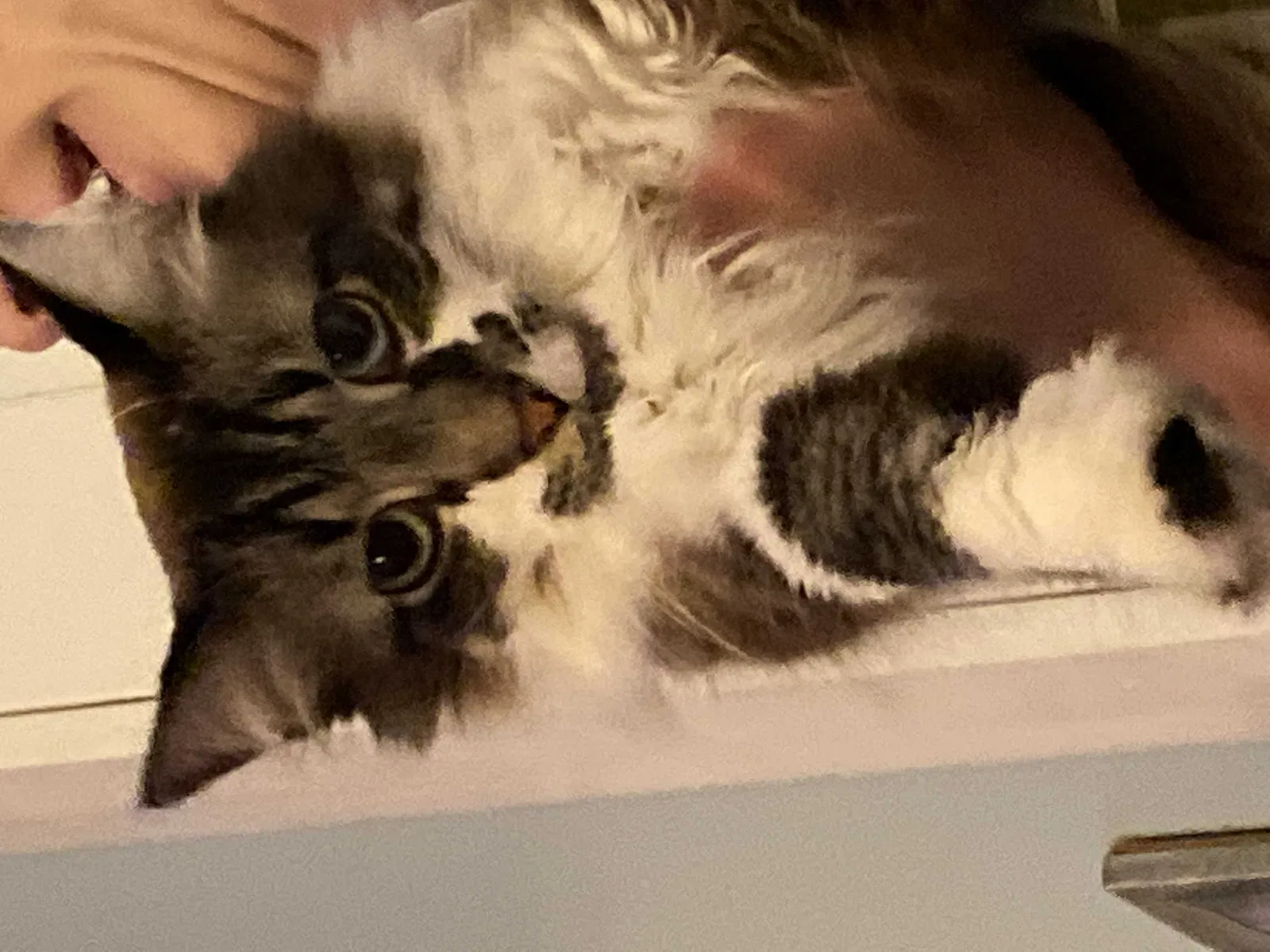 Lost cat in Indianapolis, IN, 46227