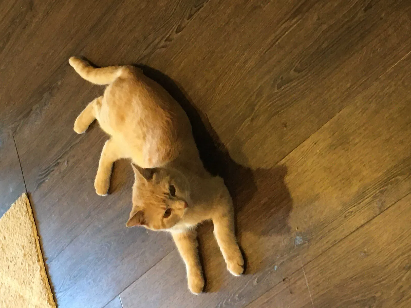 Lost cat in Irvine, CA, 92618