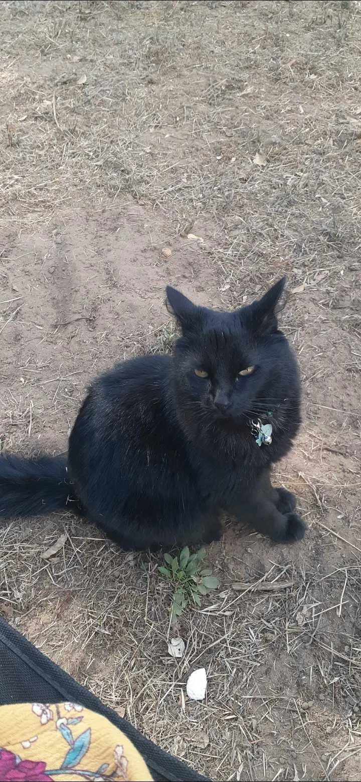 Lost cat in Aptos, CA, 95003