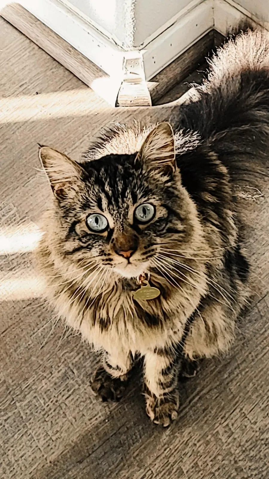 Lost cat in Moreno Valley, CA, 92557