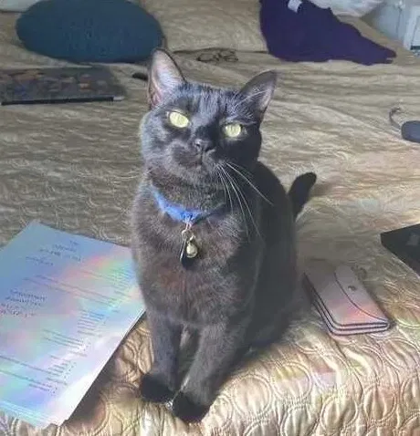 Lost cat in New Orleans, LA, 70115