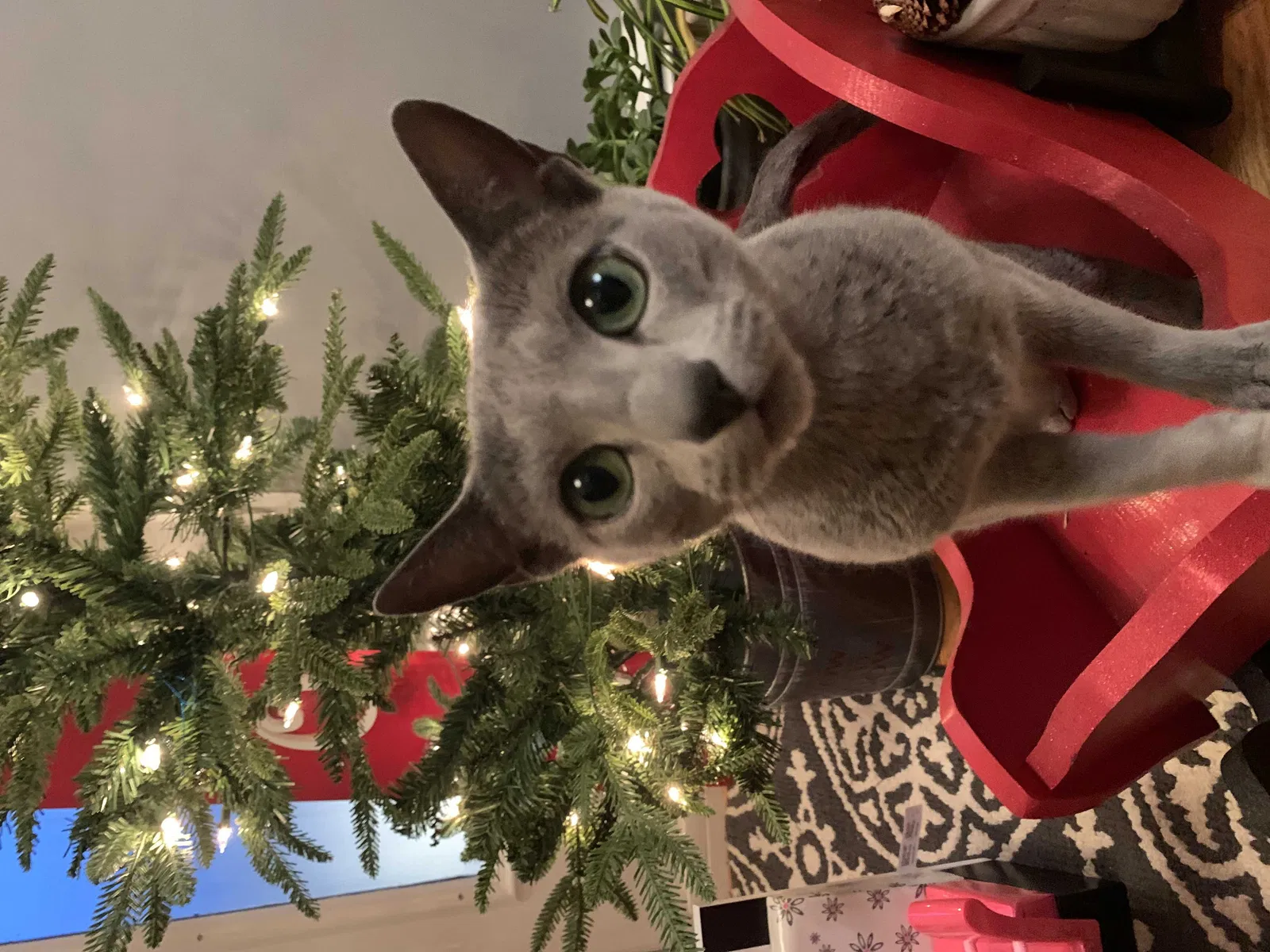 Lost cat in Newburgh, NY, 12550