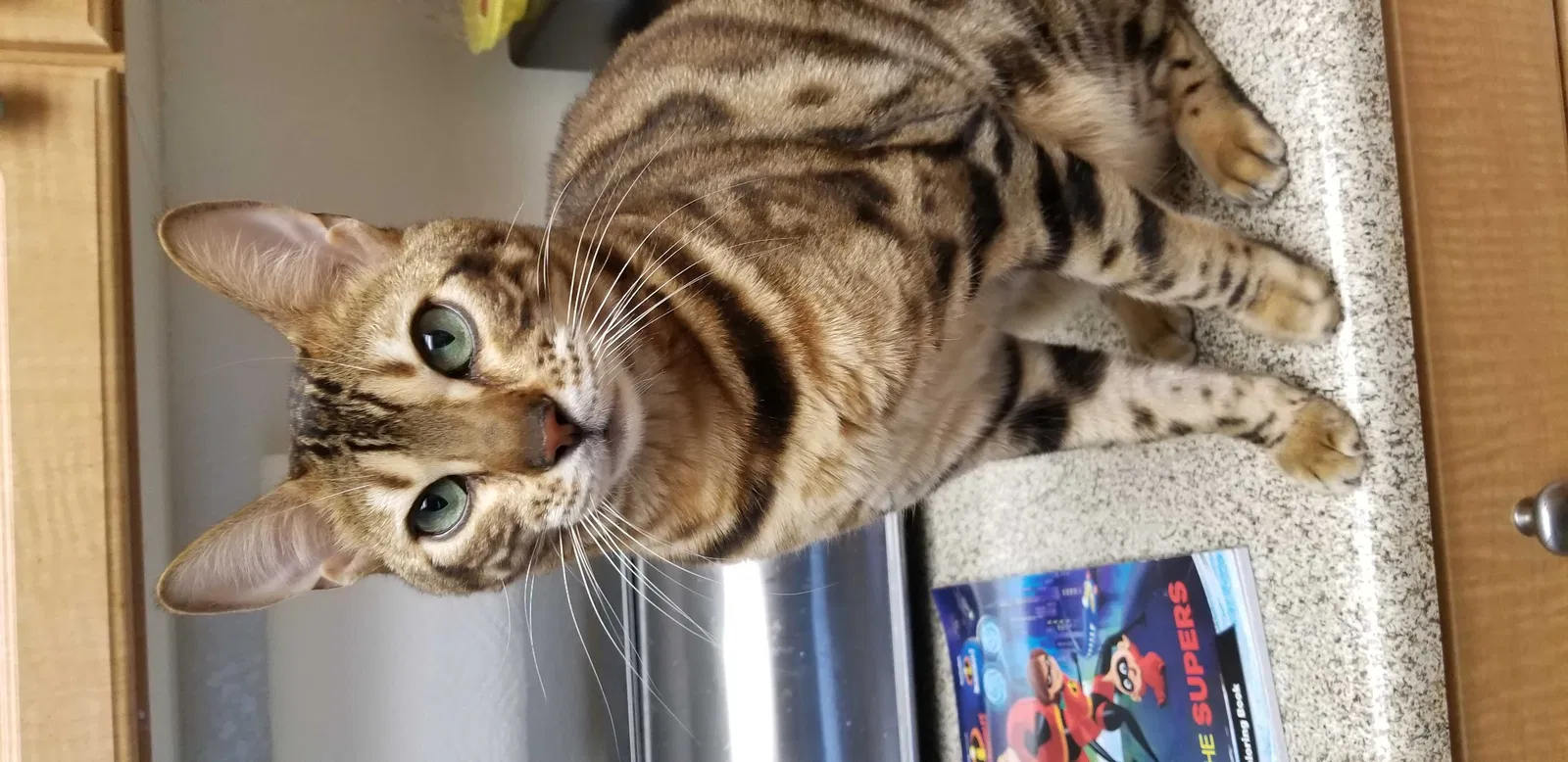 Lost cat in Murfreesboro, TN, 37129