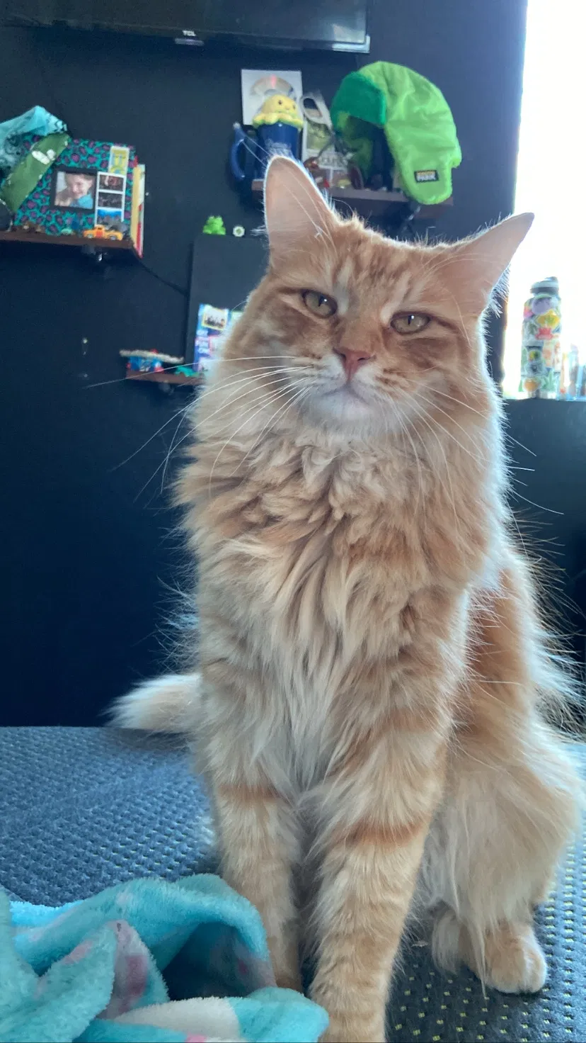 Lost cat in Maricopa, AZ, 85138