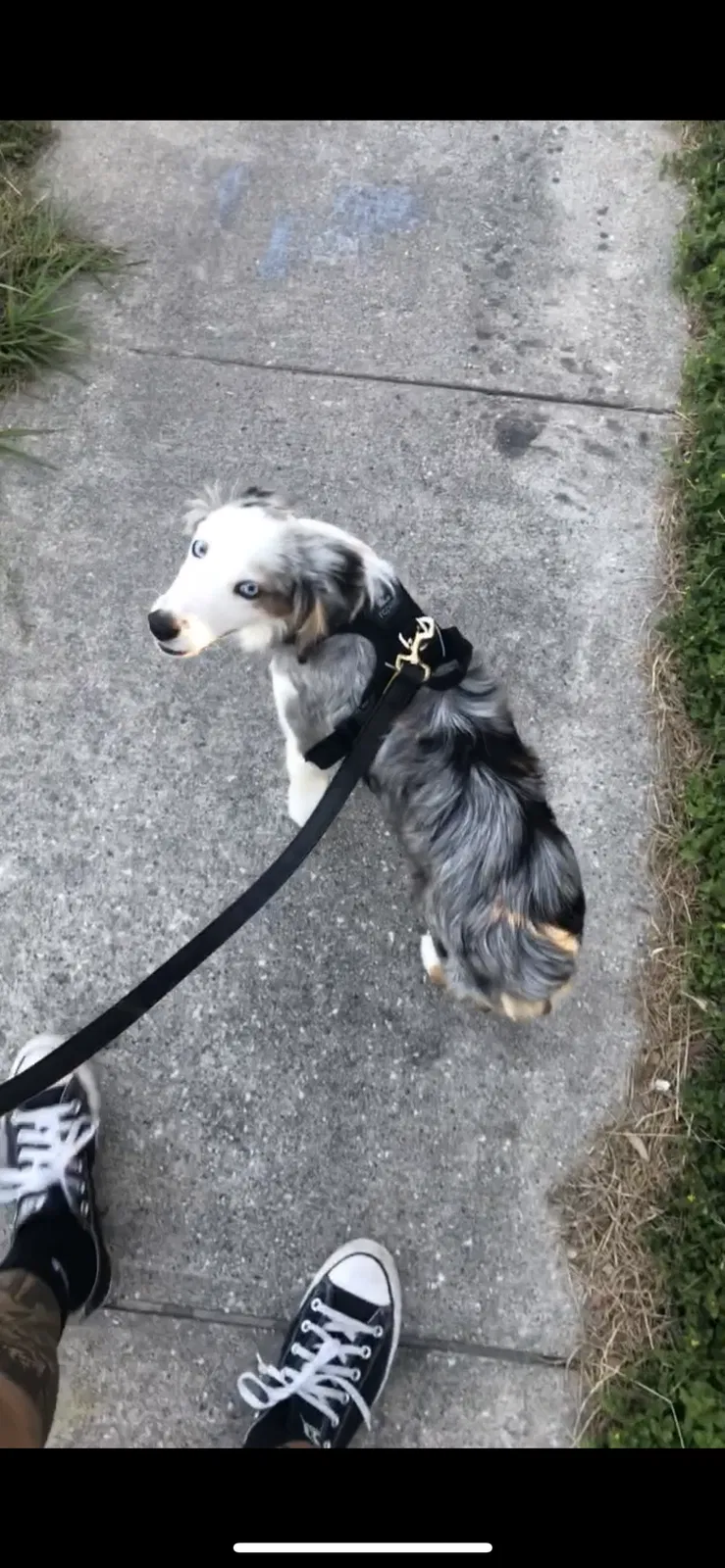Lost dog in Houston, TX, 77067