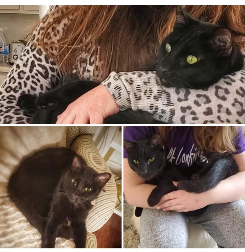 Lost cat in Jeffersonville, IN, 47130
