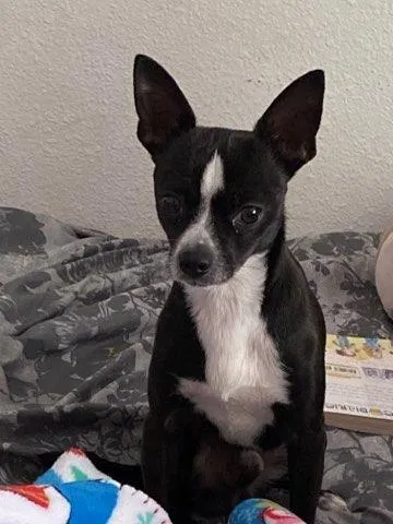 Lost dog in Troutdale, OR, 97060