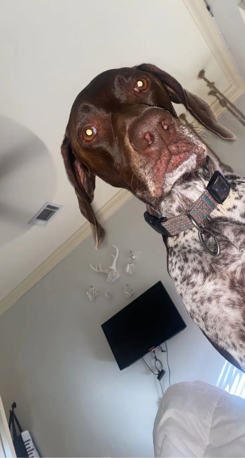 Lost dog in Brandon, MS, 39047