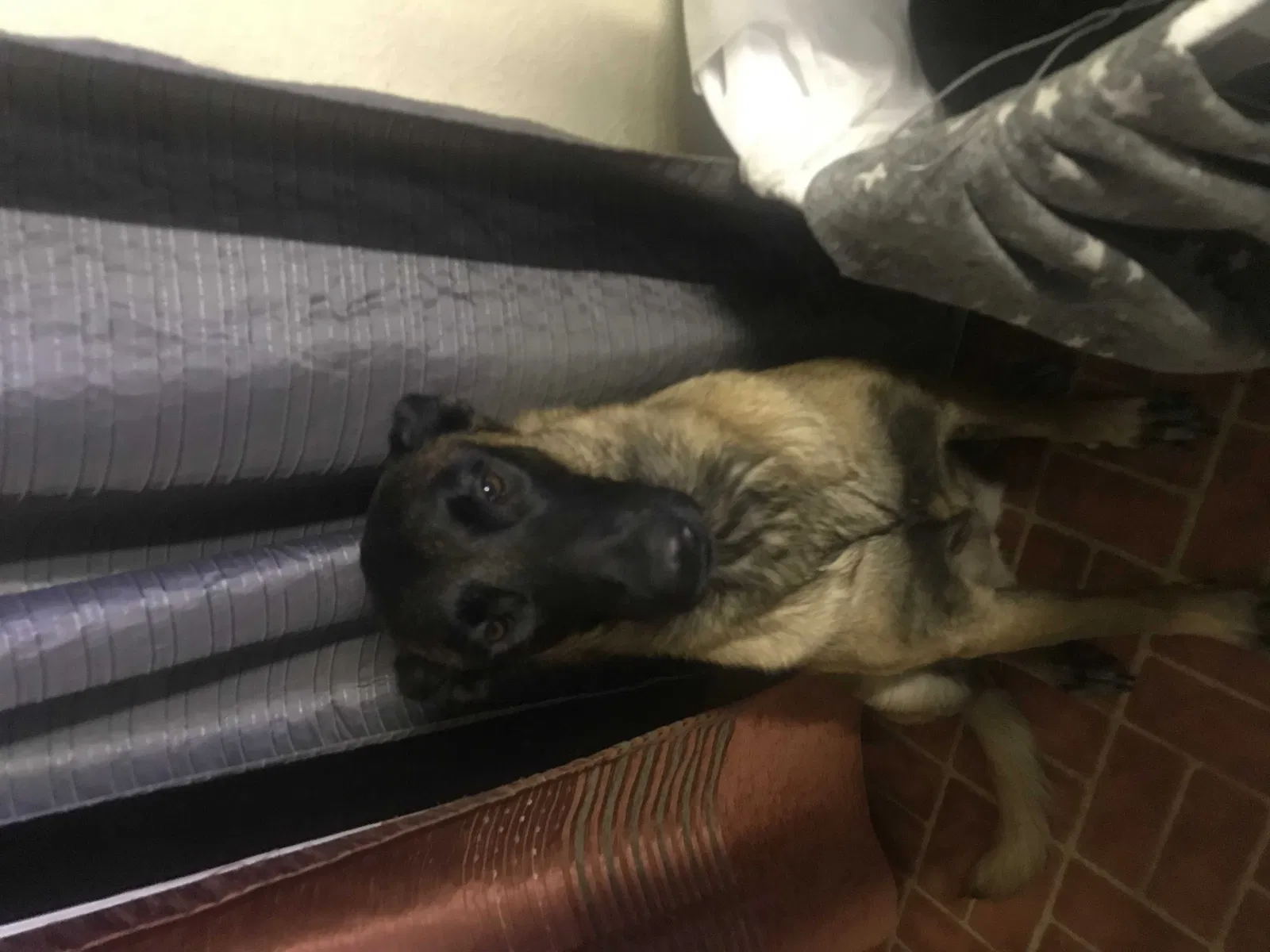 Lost dog in Dallas, TX, 75227