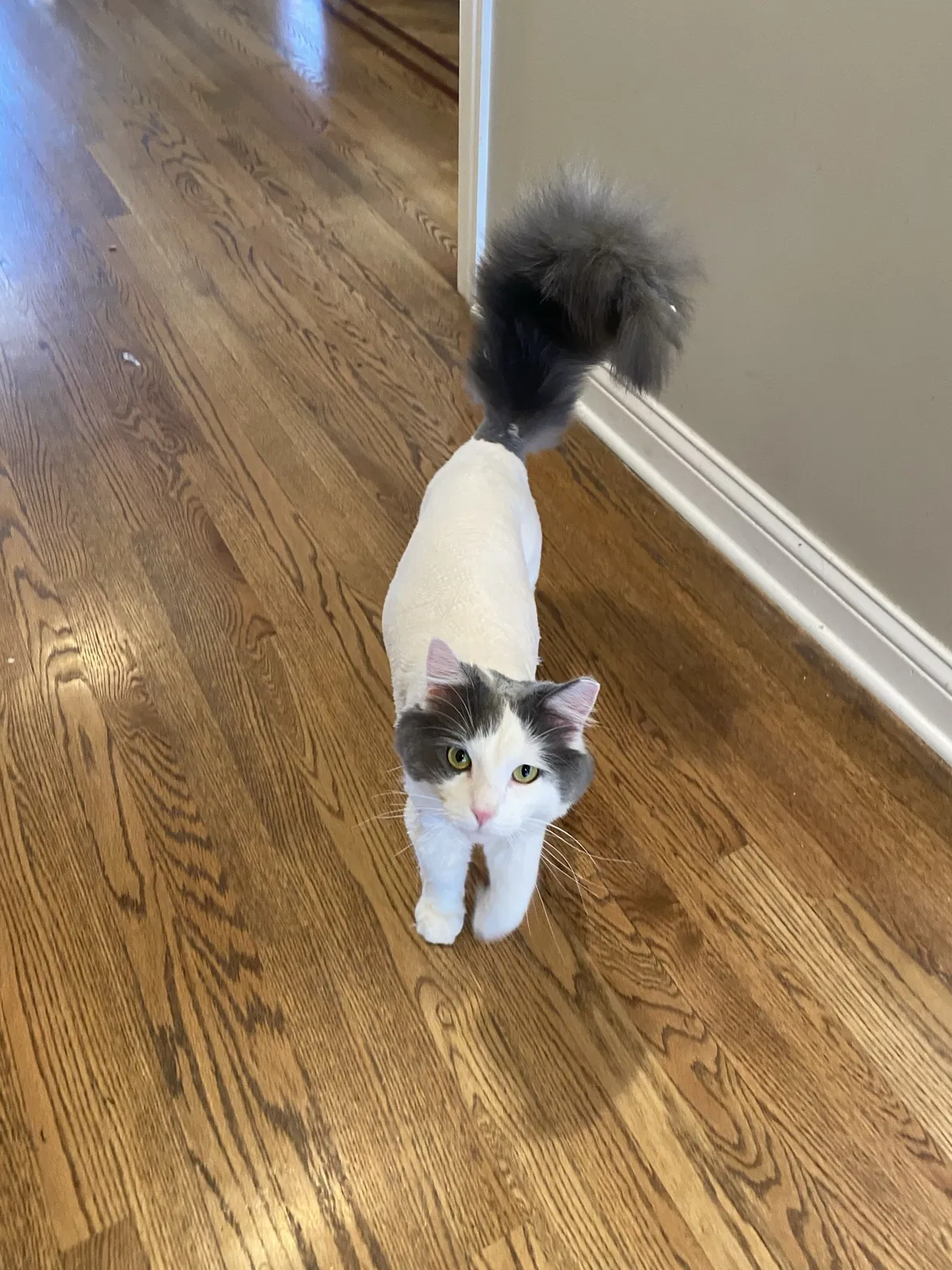 Lost cat in Clarendon Hills, IL, 60514