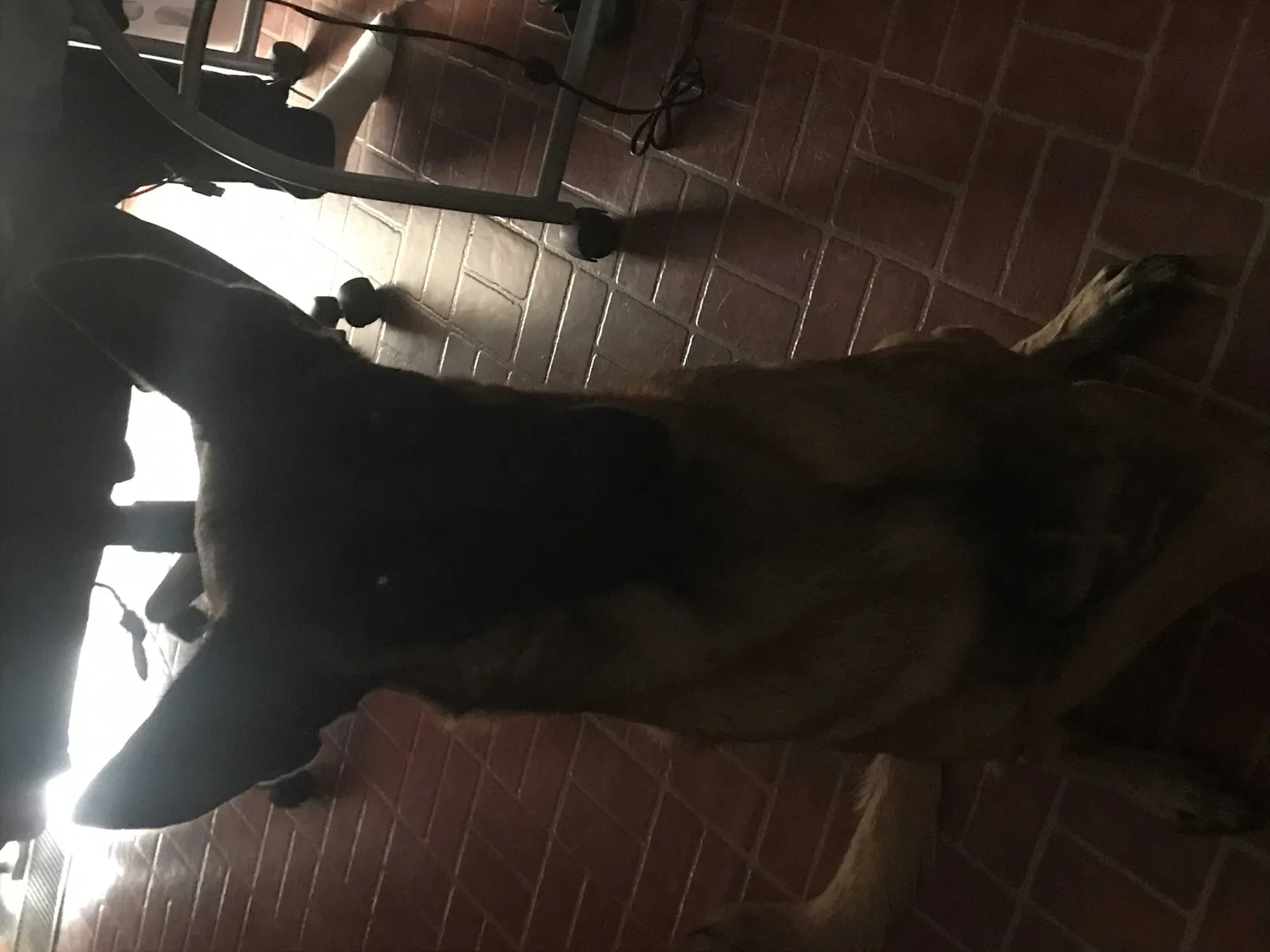 Lost dog in Dallas, TX, 75227