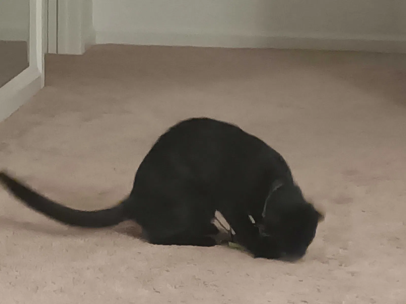 Lost cat in West Hills, CA, 91307