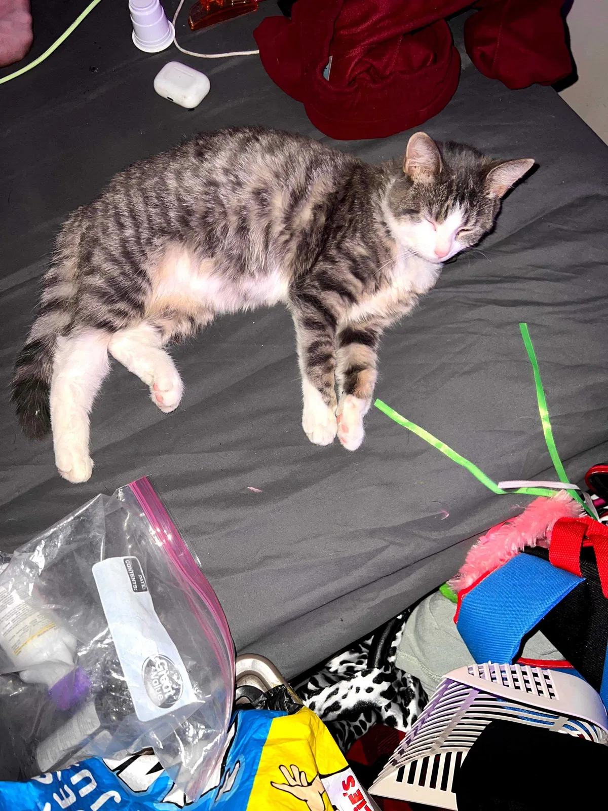 Lost cat in Tamaqua, PA, 18252