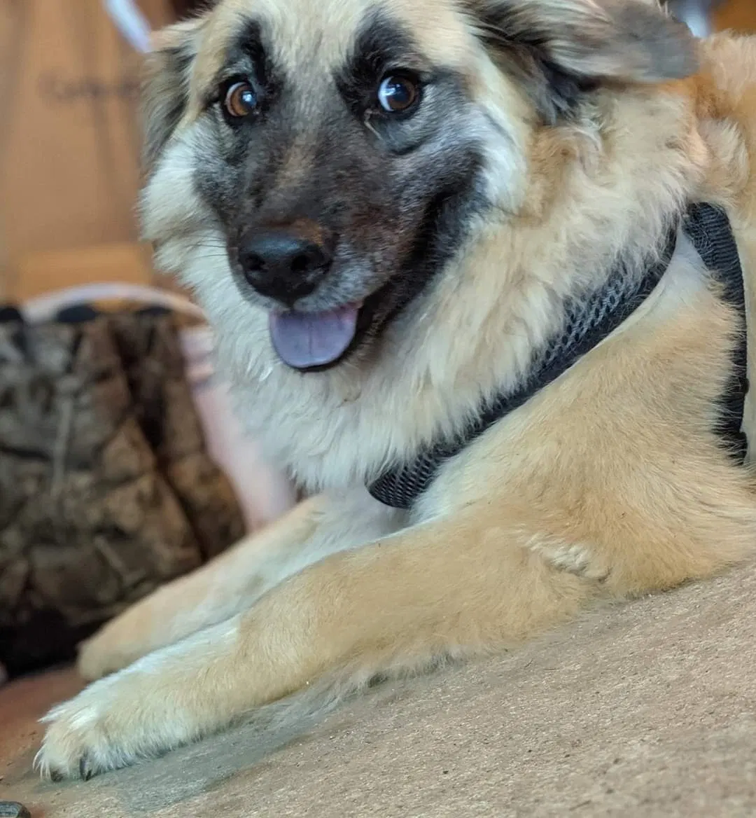 Lost dog in Winston Salem, NC, 27101