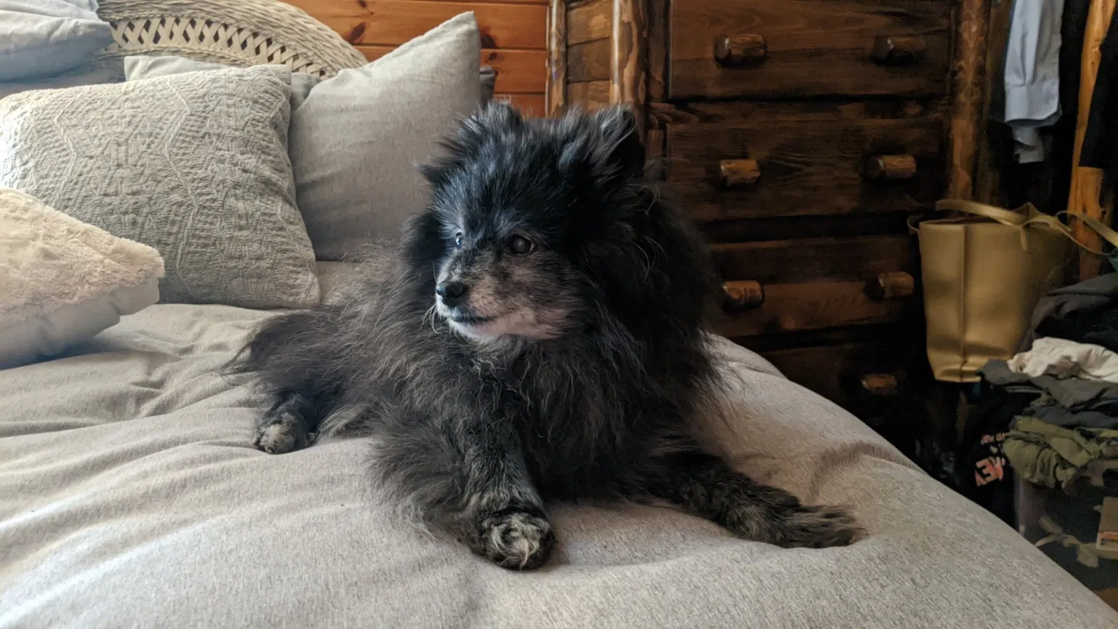 Lost dog in Logan, OH, 43138