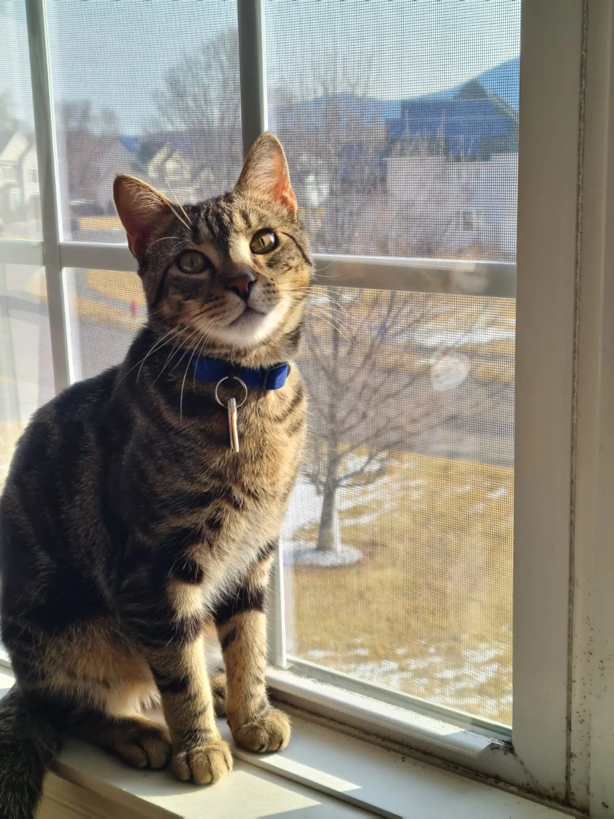 Lost cat in Easthampton, MA, 1027