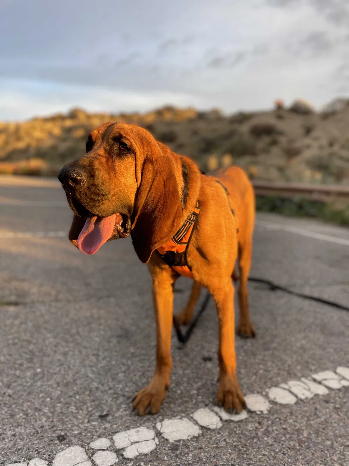 Lost dog in Albuquerque, NM, 87101