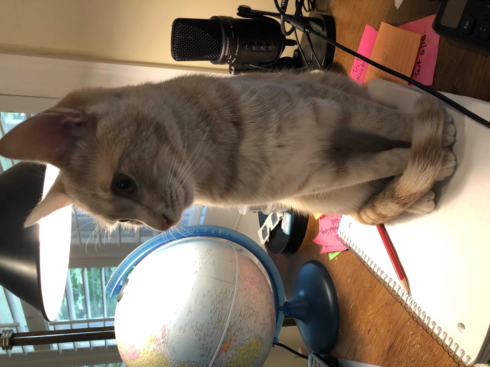 Lost cat in Olney, MD, 20832