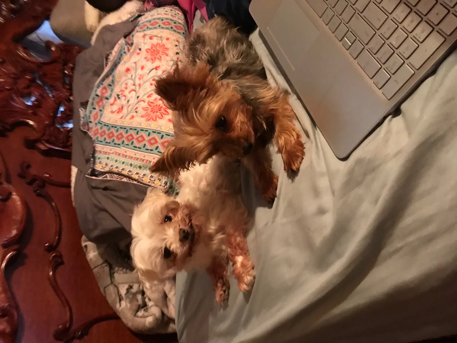 Lost dog in Unknown, NJ, 7360
