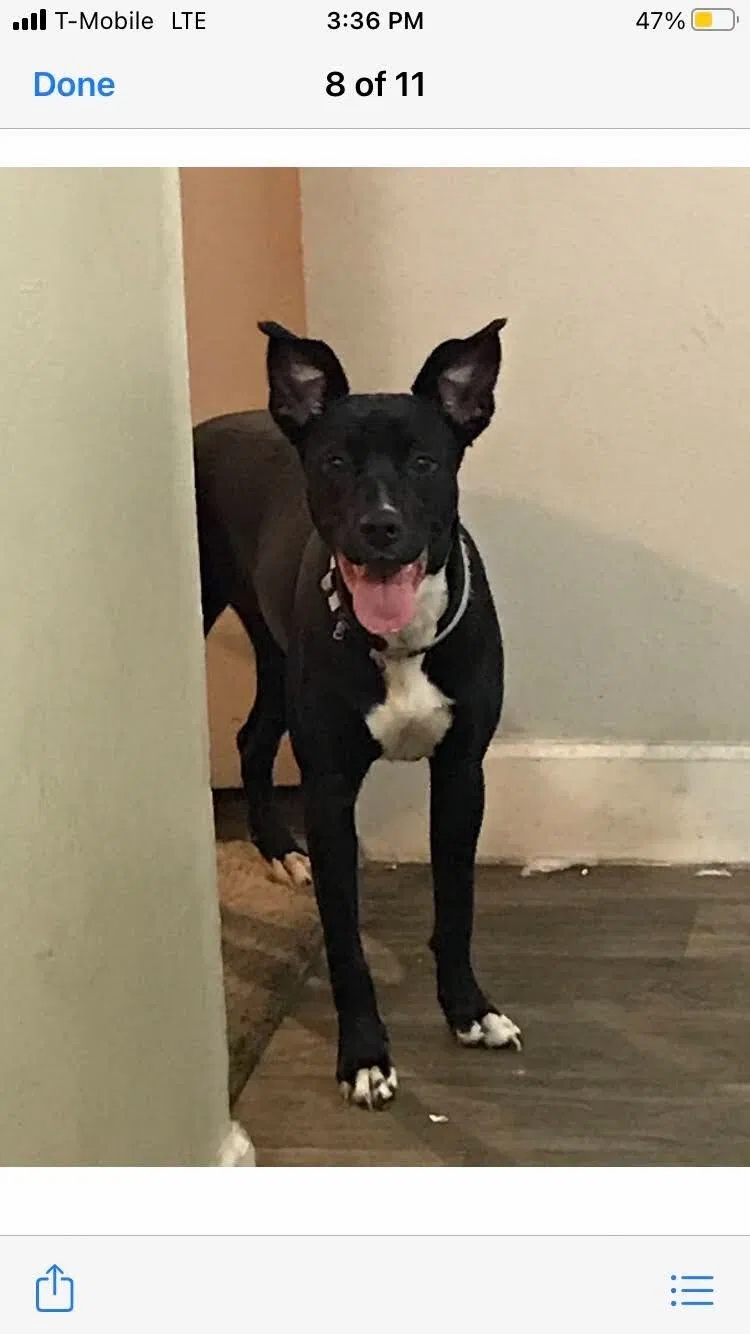 Lost dog in Chandler, AZ, 85225