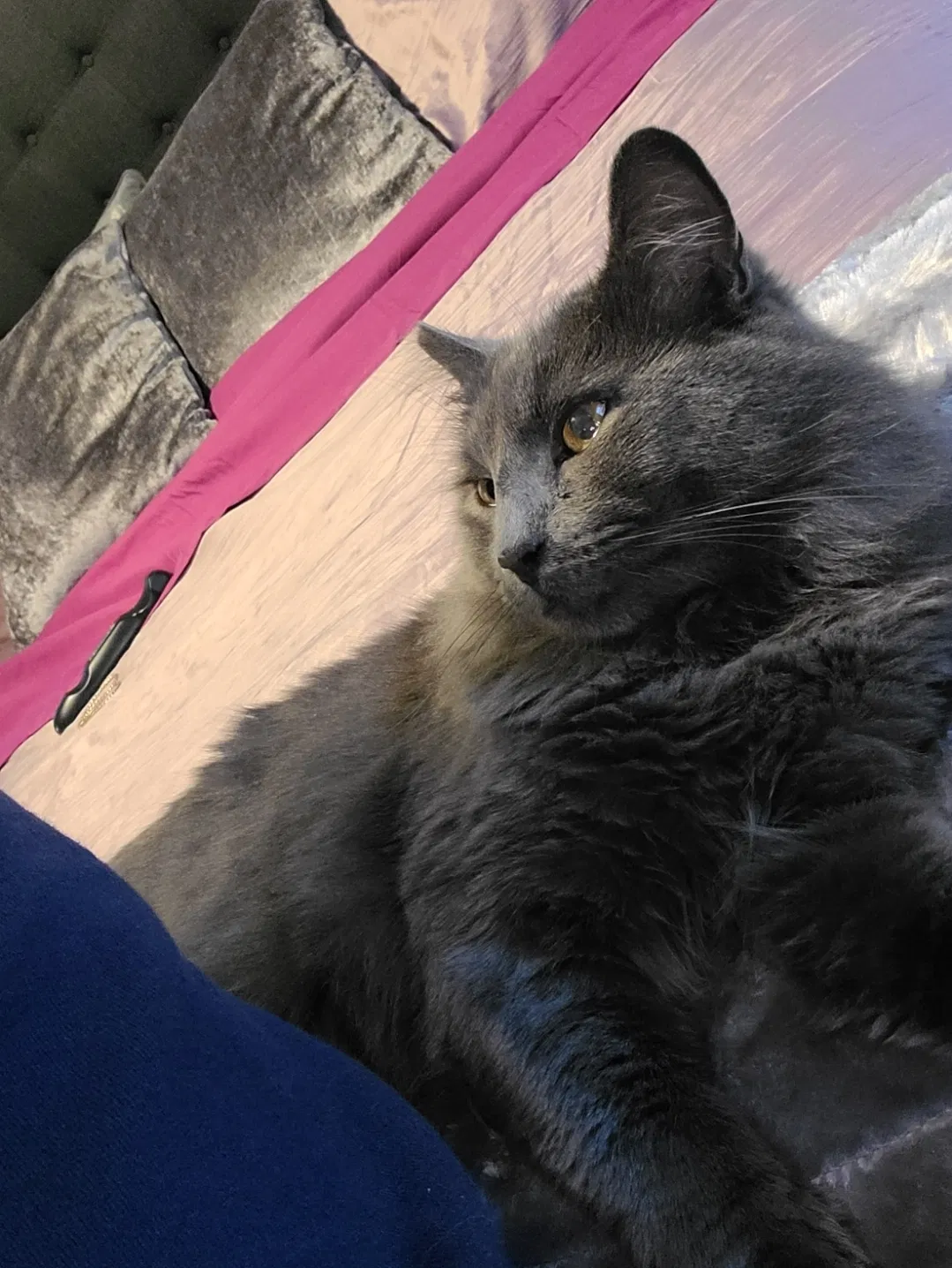 Lost cat in Newark, NJ, 7103