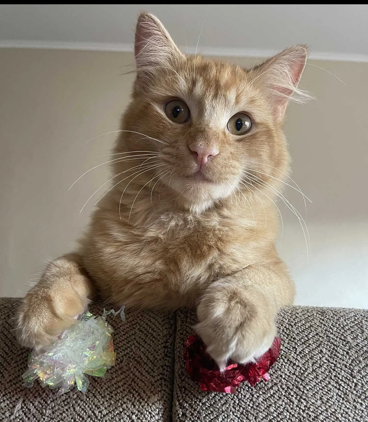Lost cat in Tomball, TX, 77375