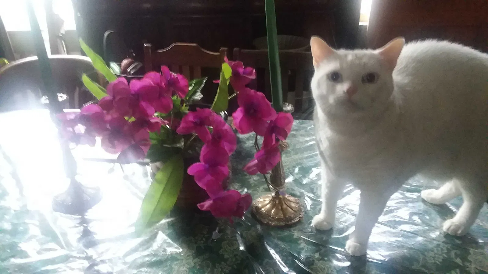 Lost cat in Pemberton, NJ, 8068
