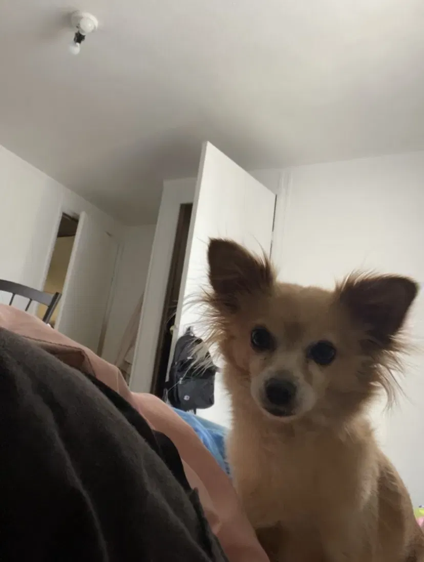 Lost dog in Salt Lake City, UT, 84119